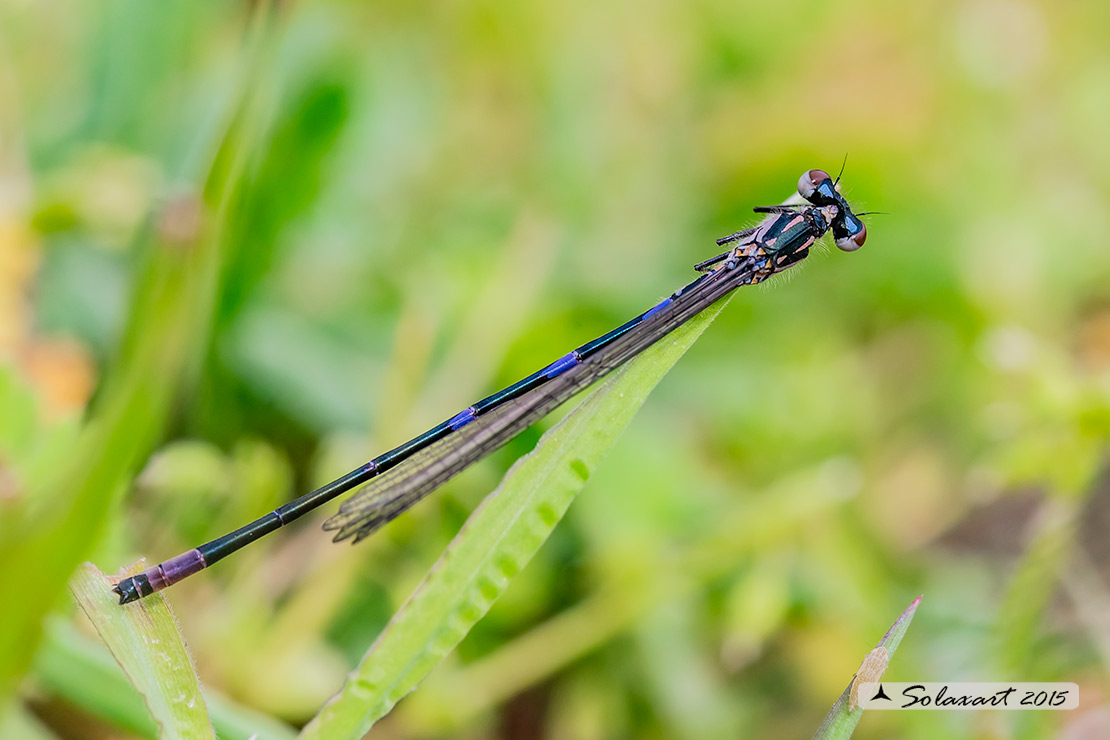 Coenagrion pulchellum: Damigella variabile (maschio immaturo) - Variable Bluet (male teneral)