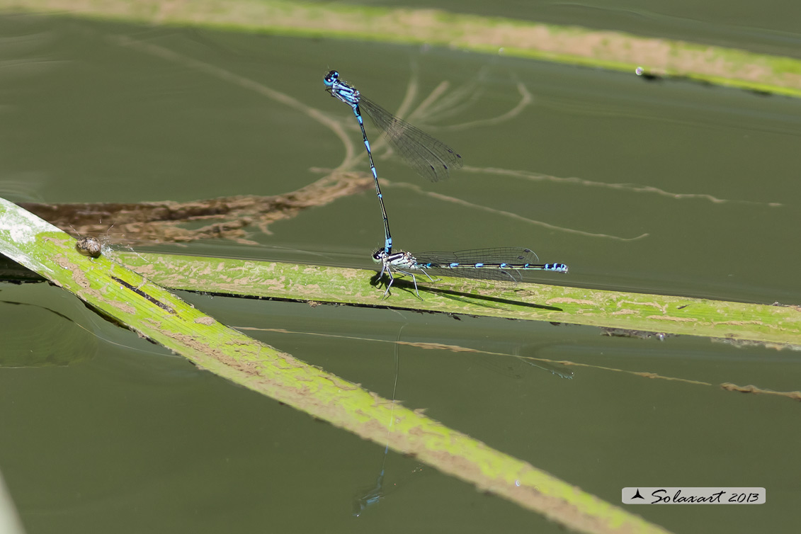 Coenagrion Pulchellum (Tandem) - Damigella variabile - Variable Bluet (tandem)