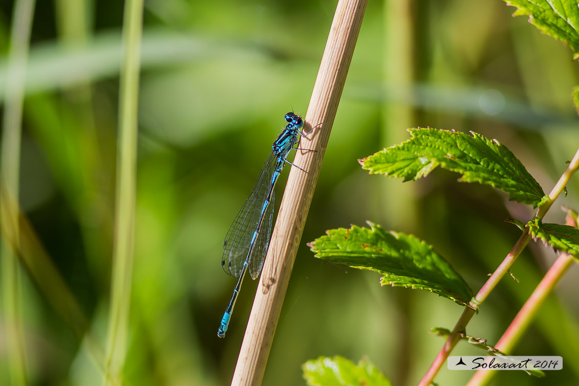 Coenagrion Pulchellum (maschio) - Damigella variabile  - Variable Bluet (male)