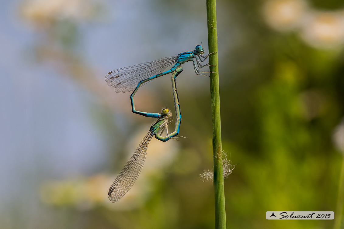 Coenagrion scitulum : Azzurrina delicata  (copula) - Dainty Bluet (mating)