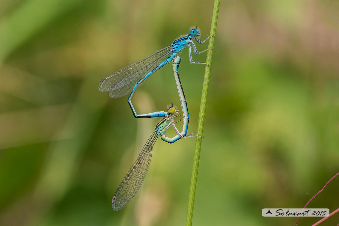 Coenagrion scitulum : Azzurrina delicata  (copula) - Dainty Bluet (mating)