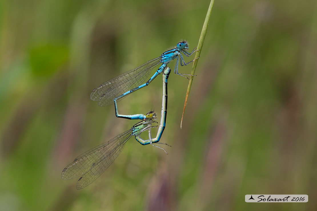 Coenagrion scitulum : Azzurrina delicata  (copula) - Dainty Bluet (mating)
