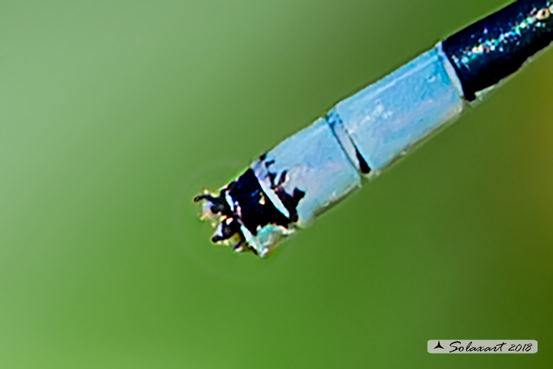 Coenagrion scitulum: Azzurrina delicata (femmina); Dainty Bluet (female)