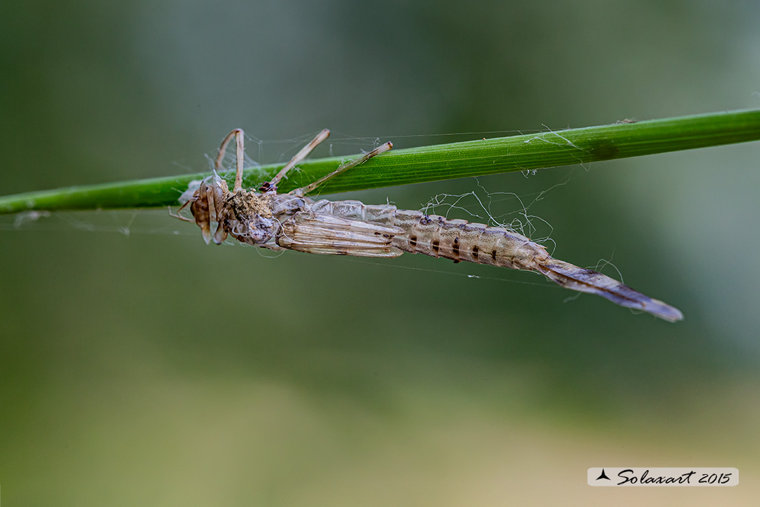 Coenagrion scitulum : Azzurrina delicata  (Exuvia) - Dainty Bluet (Exuvia)