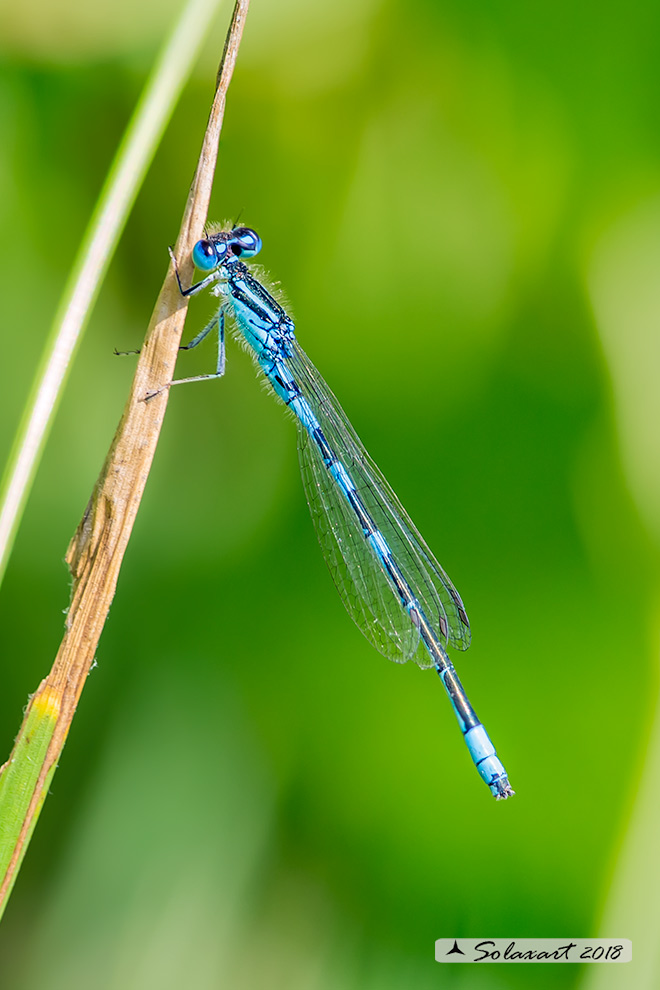 Coenagrion scitulum: Azzurrina delicata (maschio); Dainty Bluet (male)