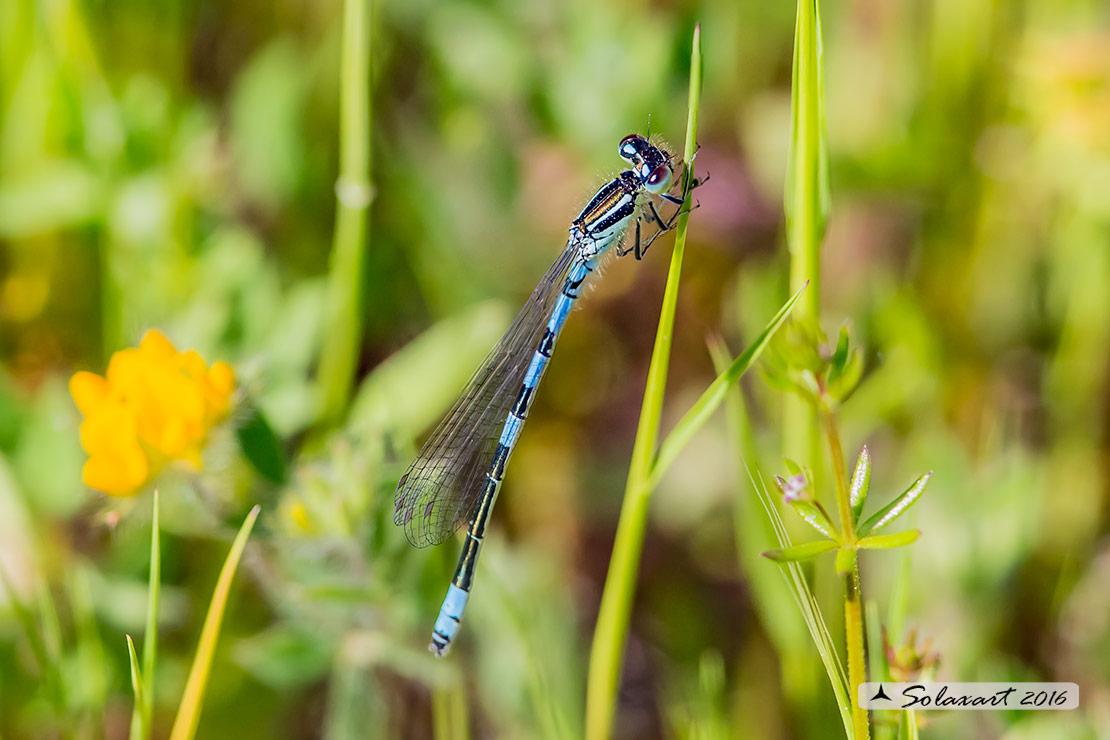 Coenagrion scitulum: Azzurrina delicata (maschio); Dainty Bluet (male)