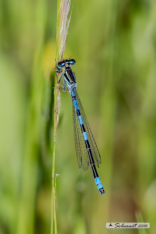 oenagrion scitulum: Azzurrina delicata (maschio); Dainty Bluet (male)