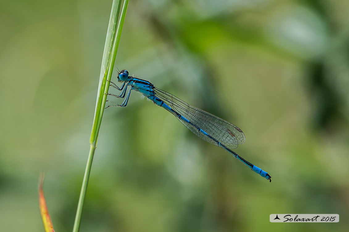 Coenagrion scitulum: Azzurrina delicata (maschio) - Dainty Bluet (male)