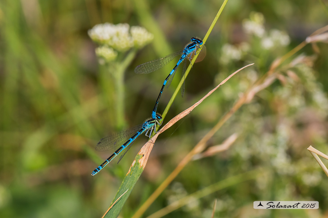 Coenagrion scitulum : Azzurrina delicata  (tandem) - Dainty Bluet (tandem)