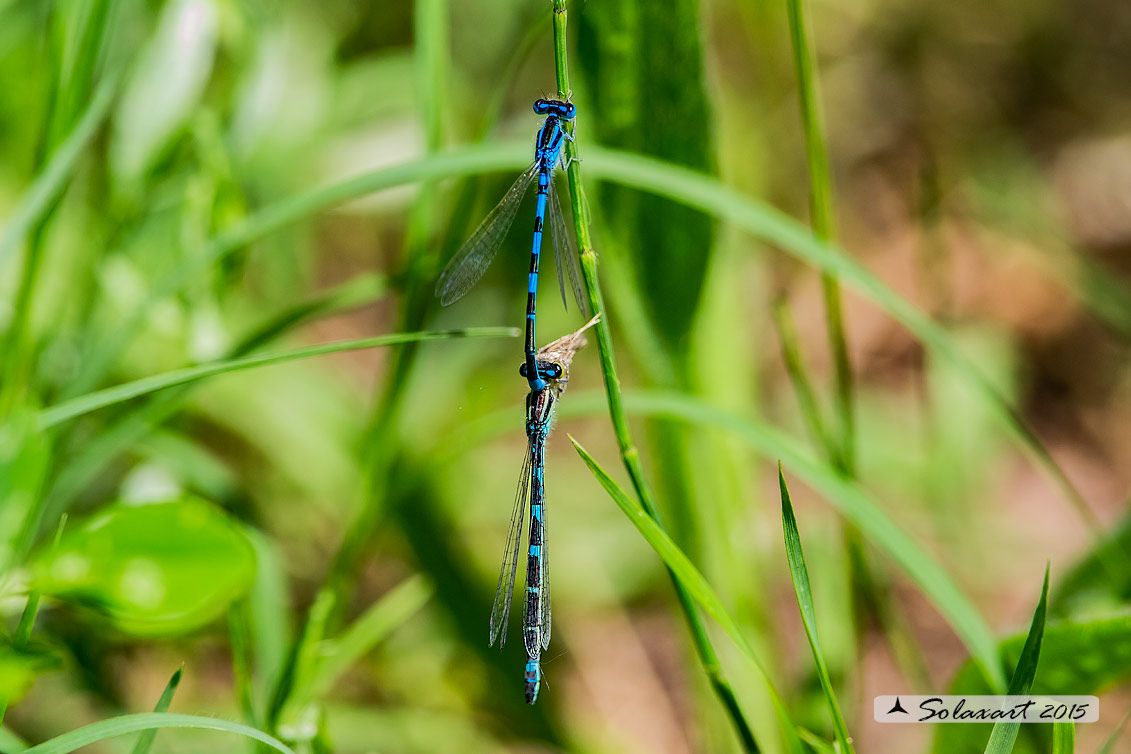 Coenagrion scitulum : Azzurrina delicata  (tandem) - Dainty Bluet (tandem)