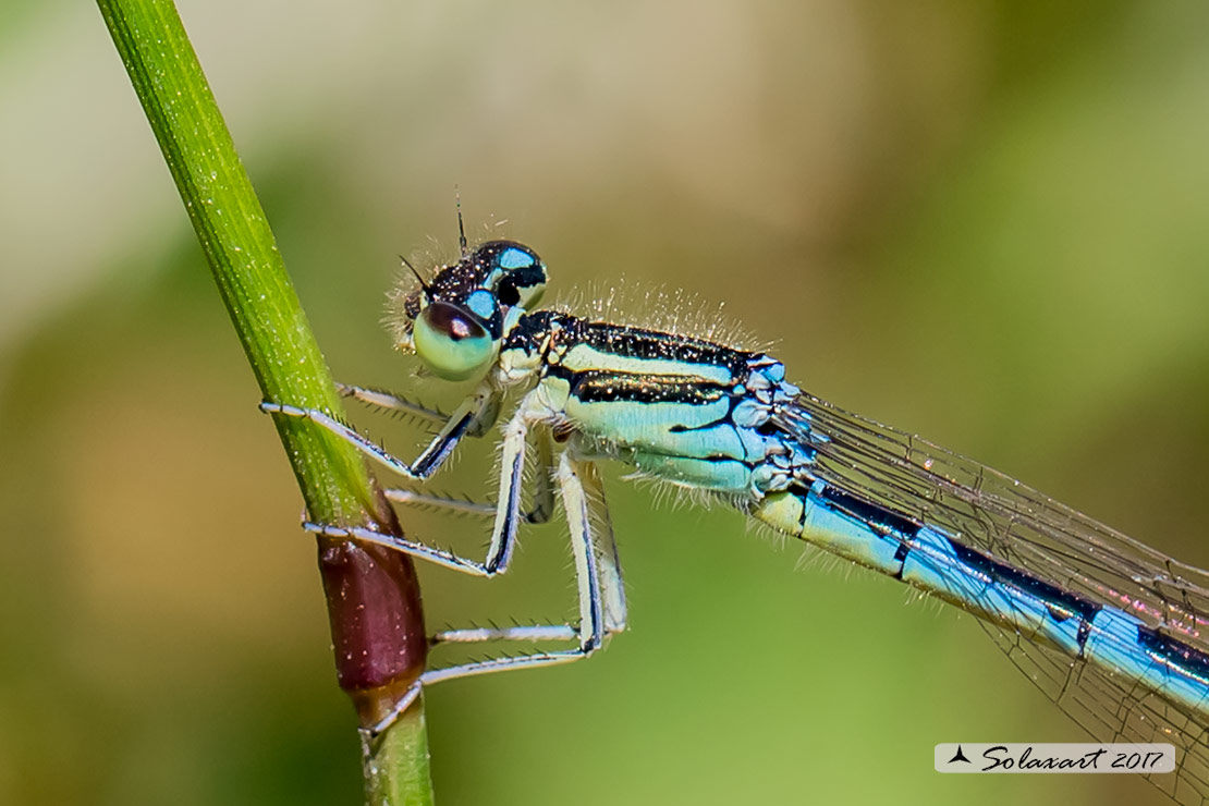 Coenagrion scitulum: Azzurrina delicata (femmina); Dainty Bluet (female)