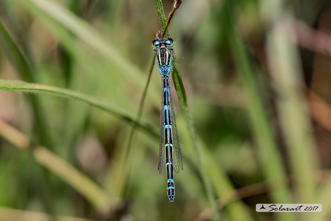 Coenagrion scitulum :  Azzurrina delicata  (femmina) ;    Dainty Bluet (female)
