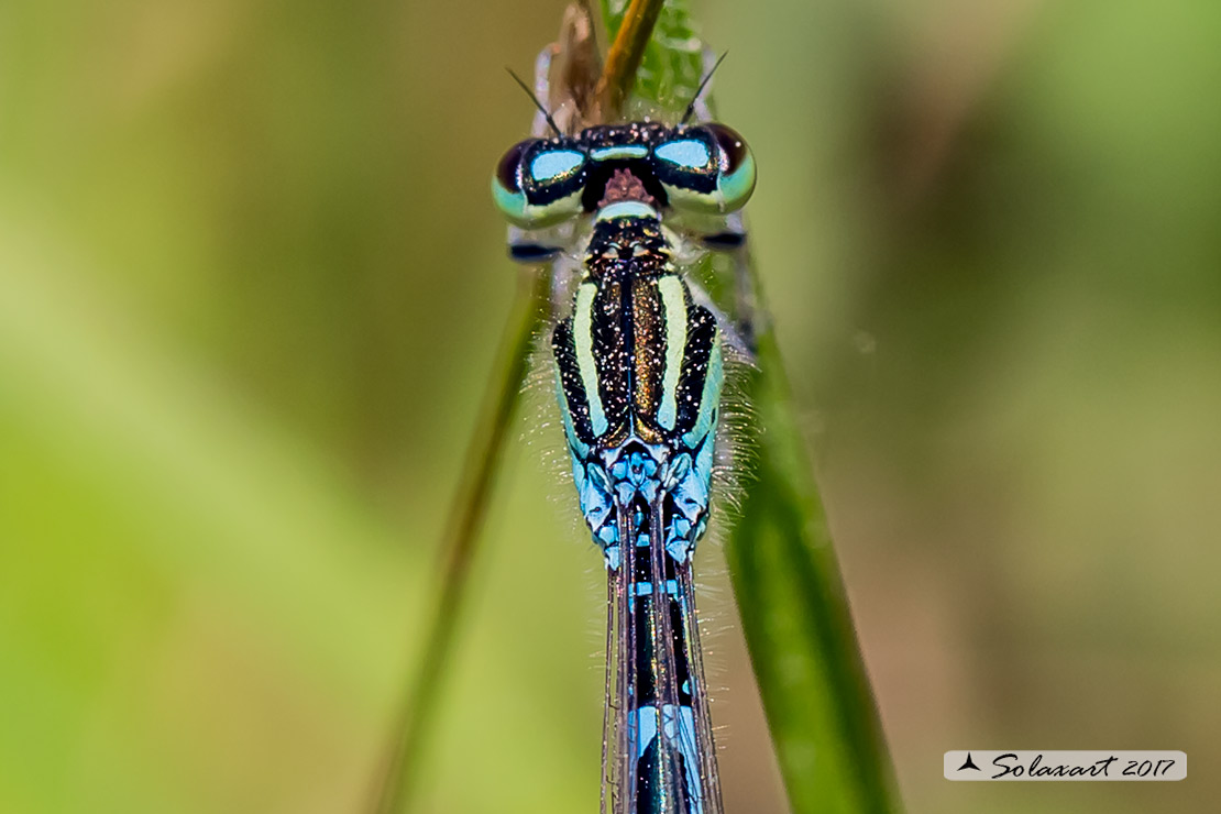 Coenagrion scitulum: Azzurrina delicata (femmina); Dainty Bluet (female)