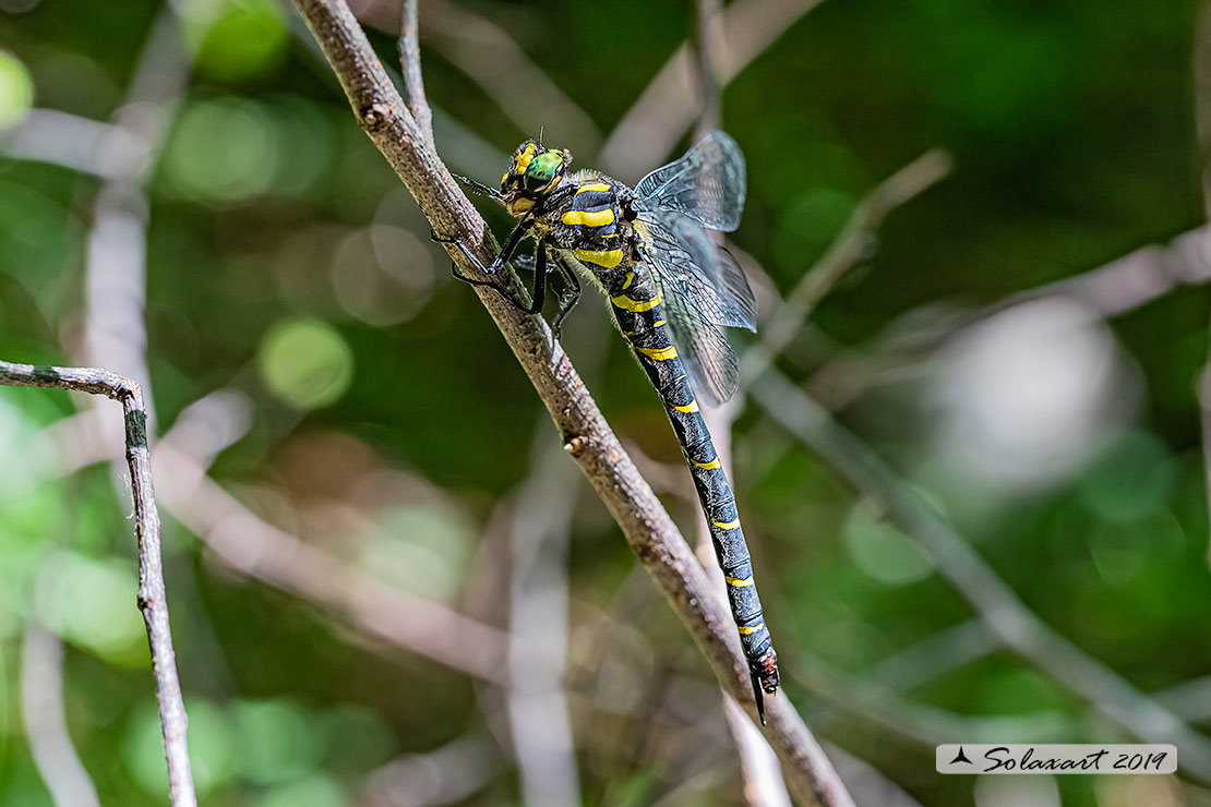 Cordulegaster bidentata - Guardaruscello collinare (femmina) - Sombre goldenring (female)