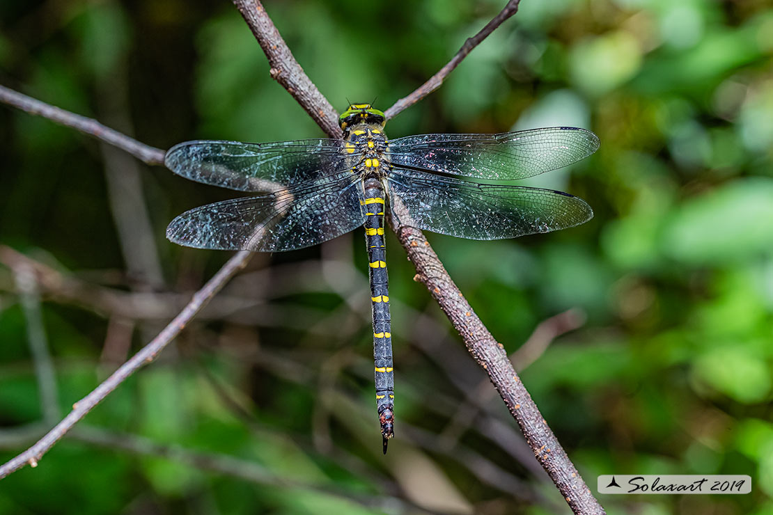 Cordulegaster bidentata - Guardaruscello collinare (femmina) - Sombre goldenring (female)