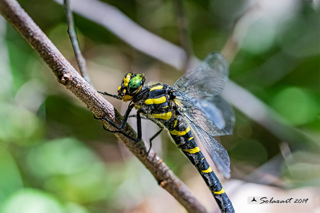 Cordulegaster bidentata - Guardaruscello collinare (femmina) - Sombre goldenring (female)