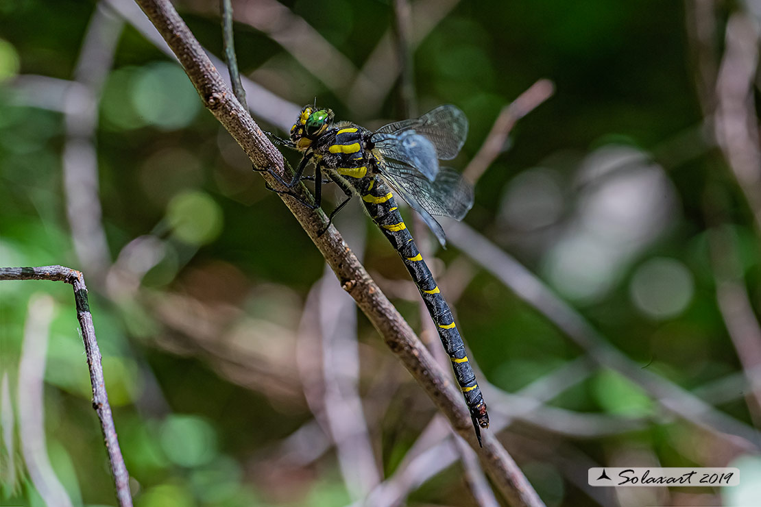 Cordulegaster bidentata - Guardaruscello collinare (femmina) - Sombre goldenring (female)