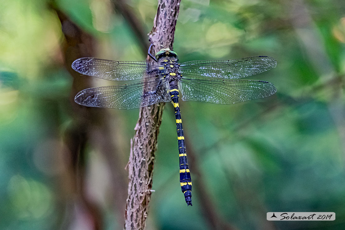 Cordulegaster bidentata - Guardaruscello collinare (maschio) - Sombre goldenring (male)