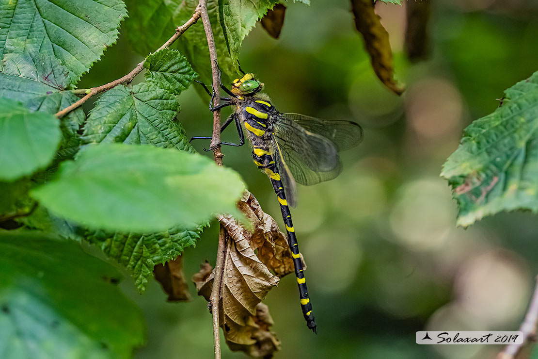 Cordulegaster bidentata - Guardaruscello collinare (maschio) - Sombre goldenring (male)