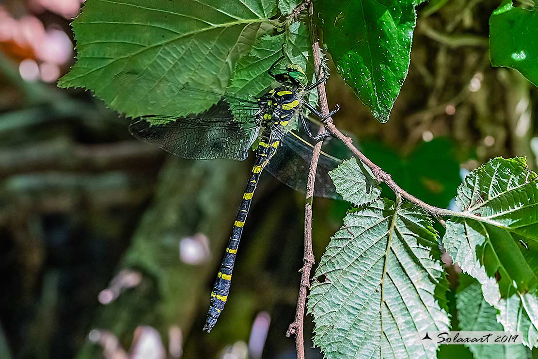 Cordulegaster bidentata - Guardaruscello collinare (maschio) - Sombre goldenring (male)