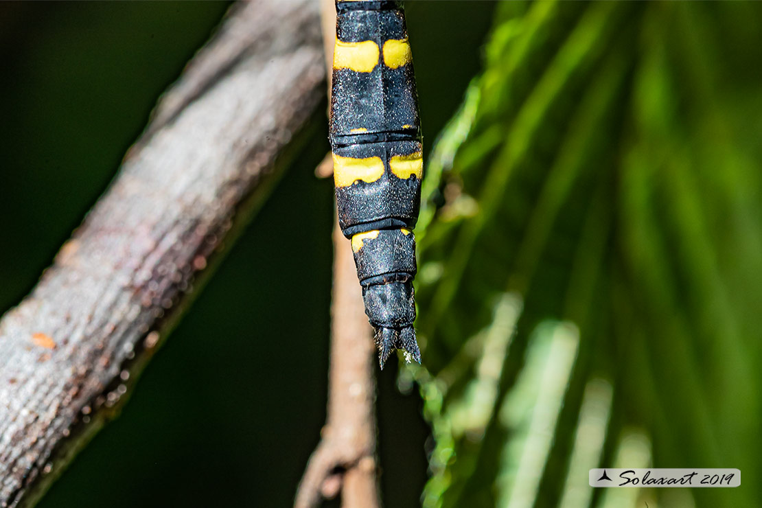 Cordulegaster bidentata - Guardaruscello collinare (maschio) - Sombre goldenring (male)