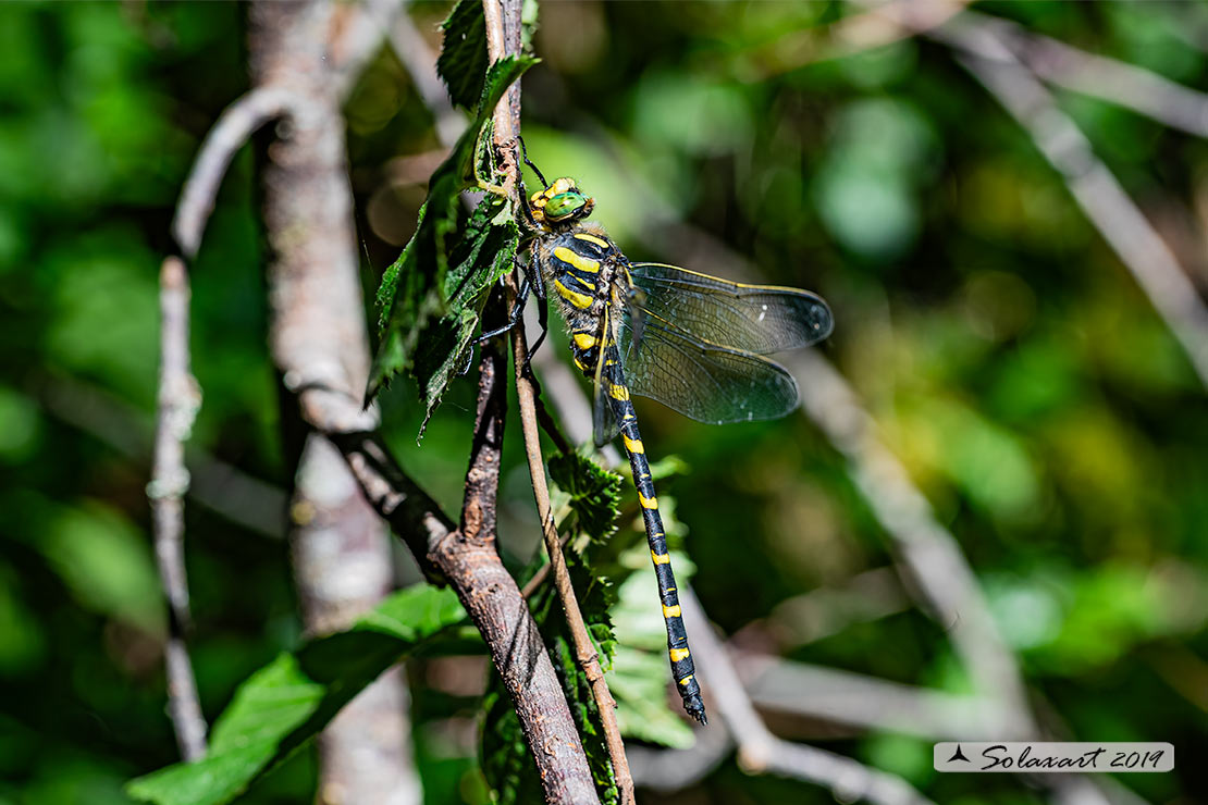 Cordulegaster bidentata - Guardaruscello collinare (maschio) - Sombre goldenring (male)