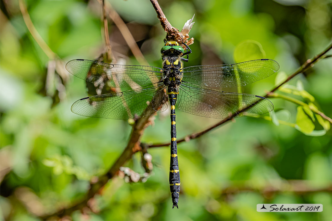 Cordulegaster bidentata - Guardaruscello collinare (maschio) - Sombre goldenring (male)