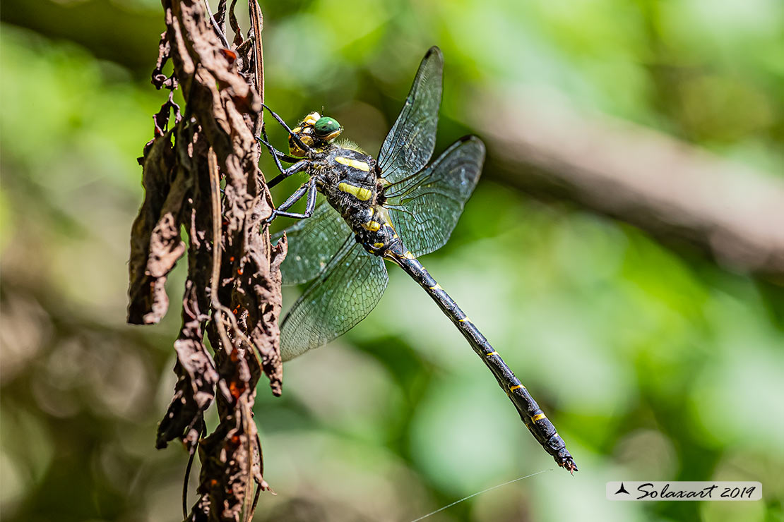 Cordulegaster bidentata - Guardaruscello collinare (maschio) - Sombre goldenring (male)