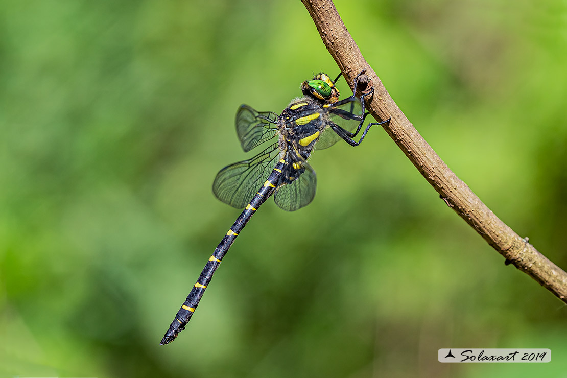 Cordulegaster bidentata - Guardaruscello collinare (maschio) - Sombre goldenring (male)