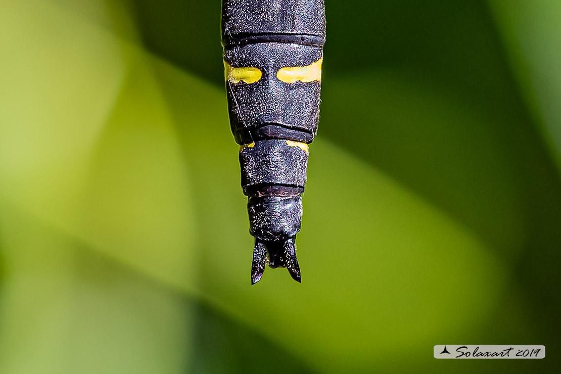 Cordulegaster bidentata - Guardaruscello collinare (maschio) - Sombre goldenring (male)