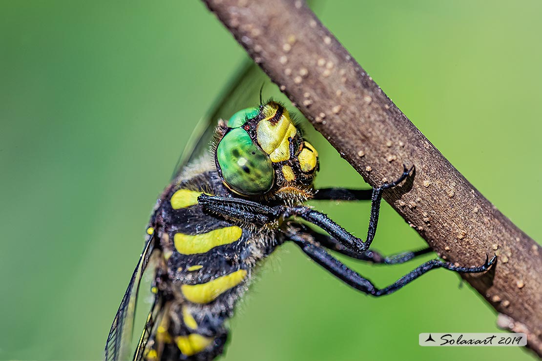 Cordulegaster bidentata - Guardaruscello collinare (maschio) - Sombre goldenring (male)