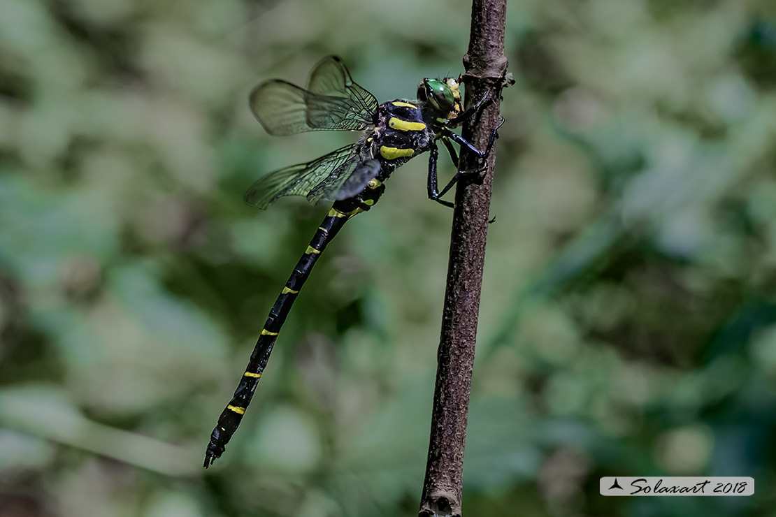 Cordulegaster bidentata - Guardaruscello collinare (maschio) - Sombre goldenring (male)