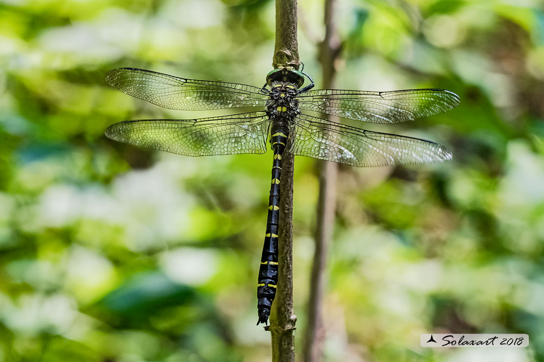 Cordulegaster bidentata - Guardaruscello collinare (maschio) - Sombre goldenring (male)