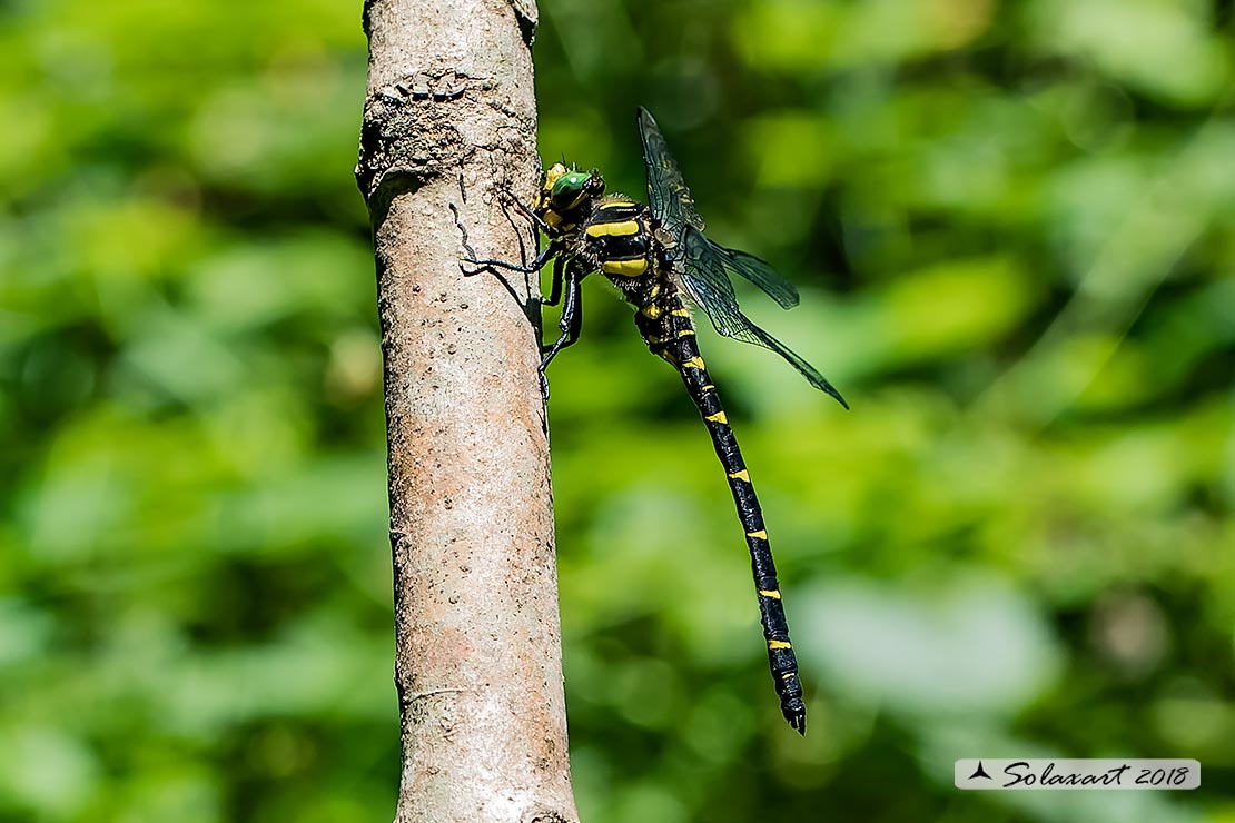 Cordulegaster bidentata - Guardaruscello collinare (maschio) - Sombre goldenring (male)