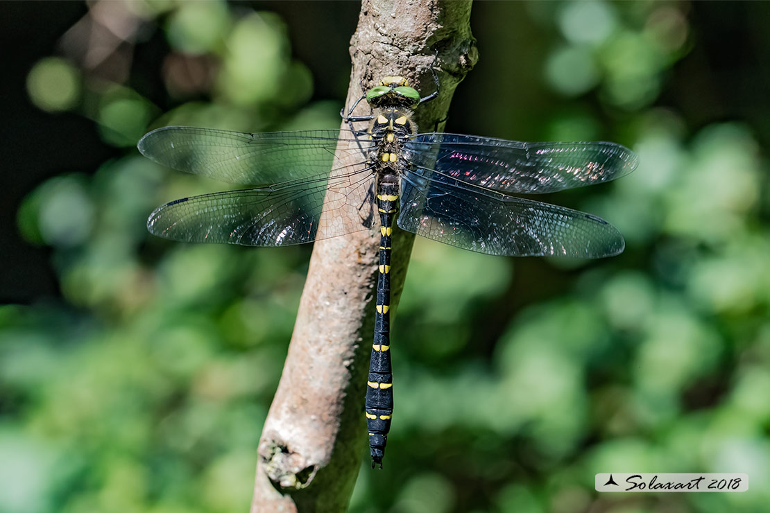 Cordulegaster bidentata - Guardaruscello collinare (maschio) - Sombre goldenring (male)