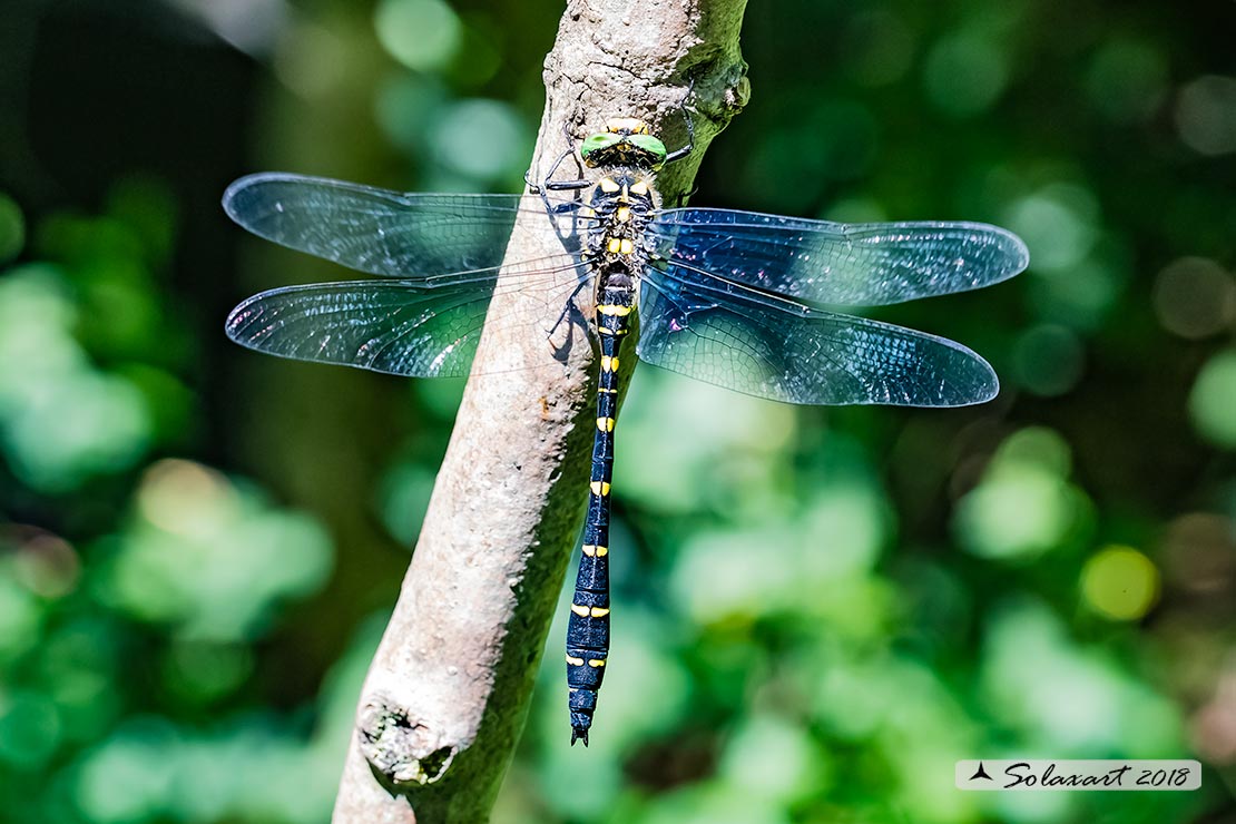 Cordulegaster bidentata - Guardaruscello collinare (maschio) - Sombre goldenring (male)