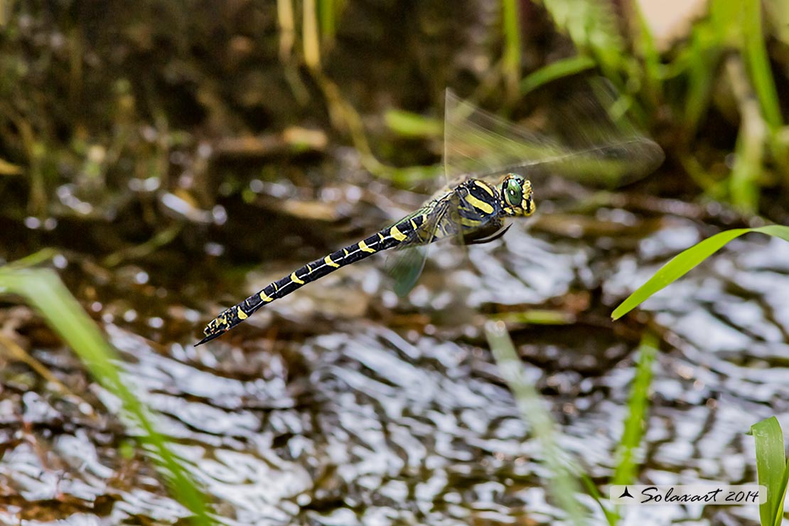 Cordulegaster boltonii: Guardaruscello comune (femmina in ovodeposizione);  Golden-ringed Dragonfly  (female in exophytic oviposition)
