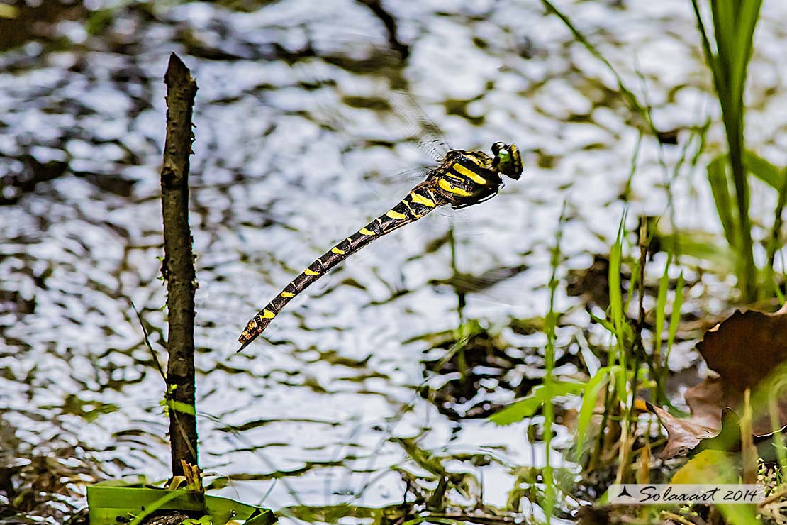 Cordulegaster boltonii: Guardaruscello comune (femmina in ovodeposizione);  Golden-ringed Dragonfly  (female in exophytic oviposition)