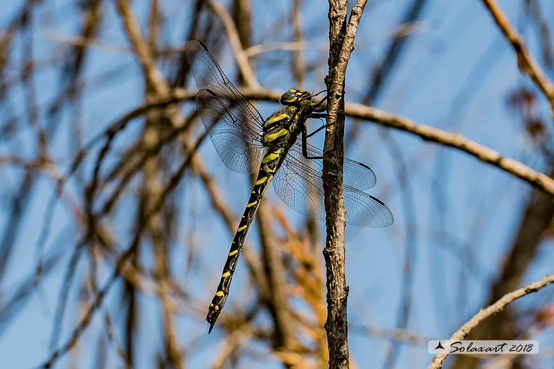 Cordulegaster boltonii: Guardaruscello comune (femmina in ovodeposizione);  Golden-ringed Dragonfly  (female in exophytic oviposition)
