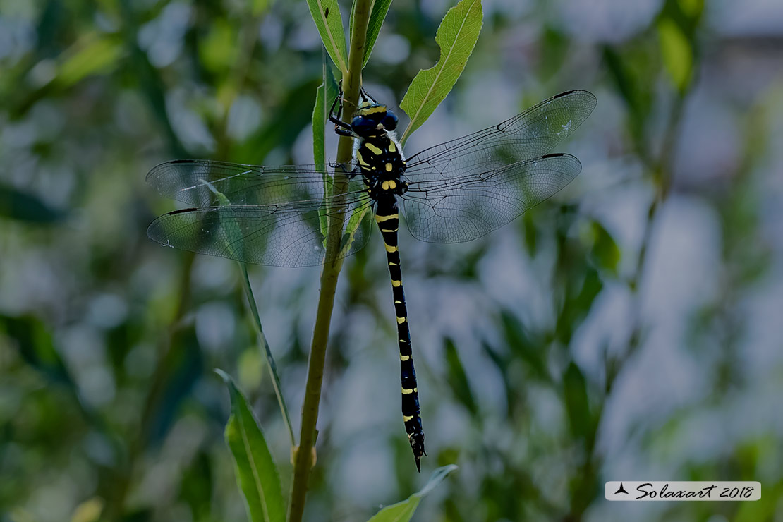 Cordulegaster boltonii: Guardaruscello comune (femmina in ovodeposizione);  Golden-ringed Dragonfly  (female in exophytic oviposition)