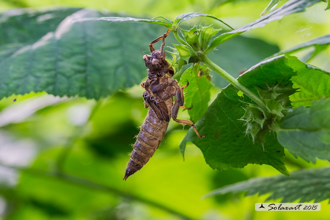 Cordulegaster boltonii   (exuvia)  -  Golden-ringed Dragonfly  (exuvia)