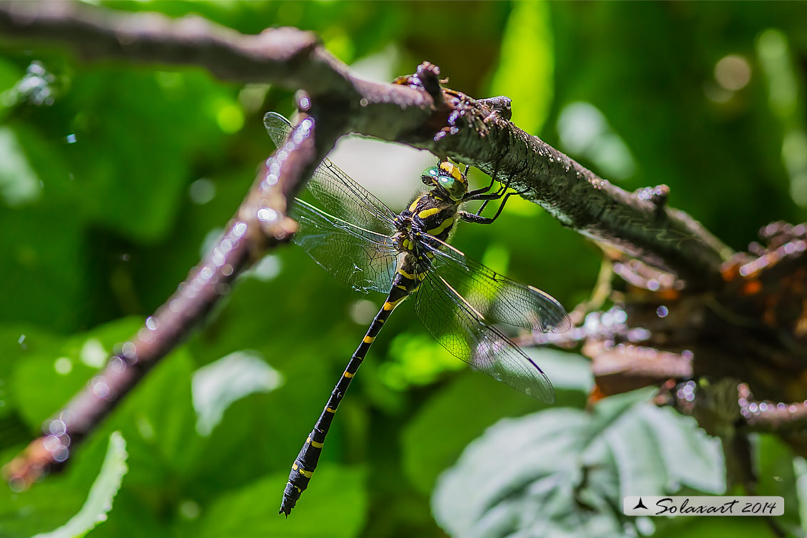 Cordulegaster boltonii (maschio)  -  Golden-ringed Dragonfly  (male)