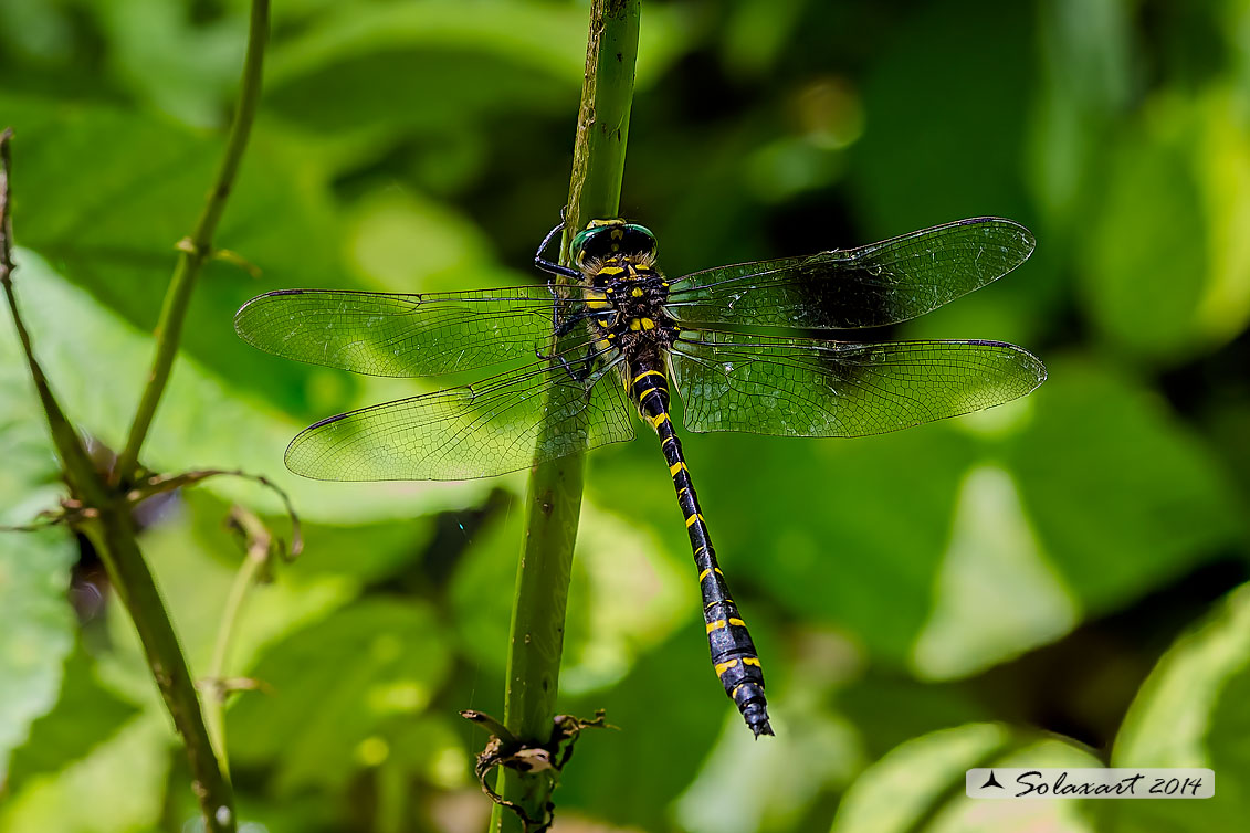 Cordulegaster boltonii (maschio) -  Golden-ringed Dragonfly  (male)