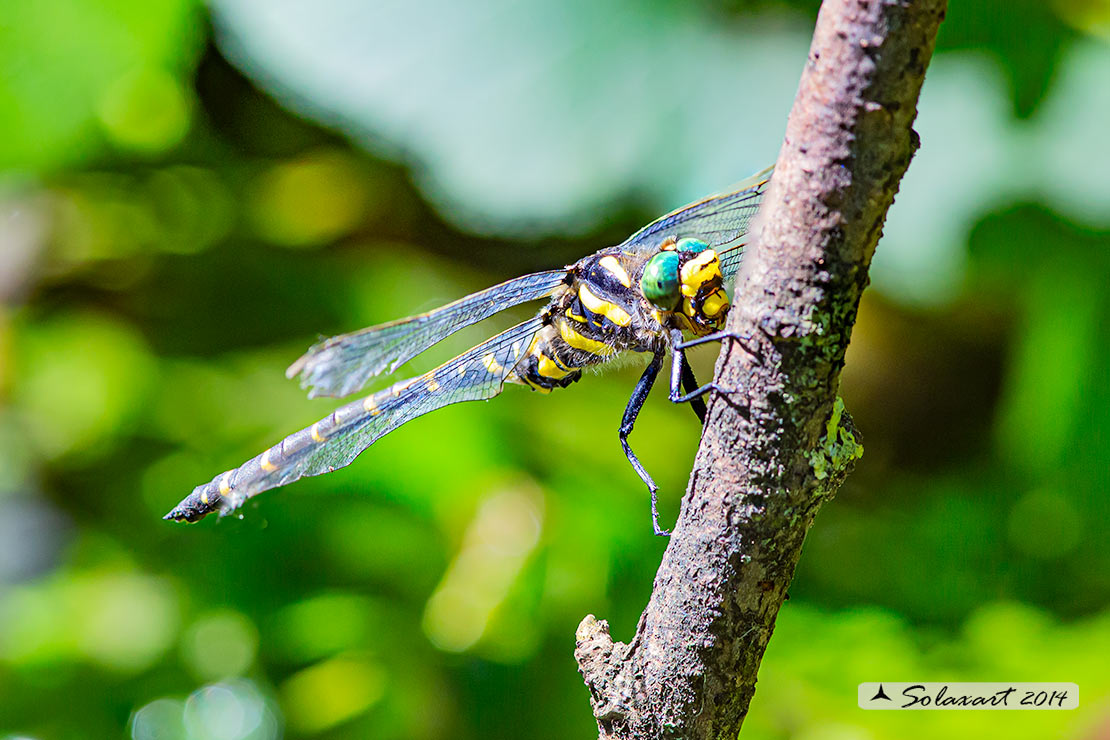 Cordulegaster boltonii (maschio)  -  Golden-ringed Dragonfly  (male)