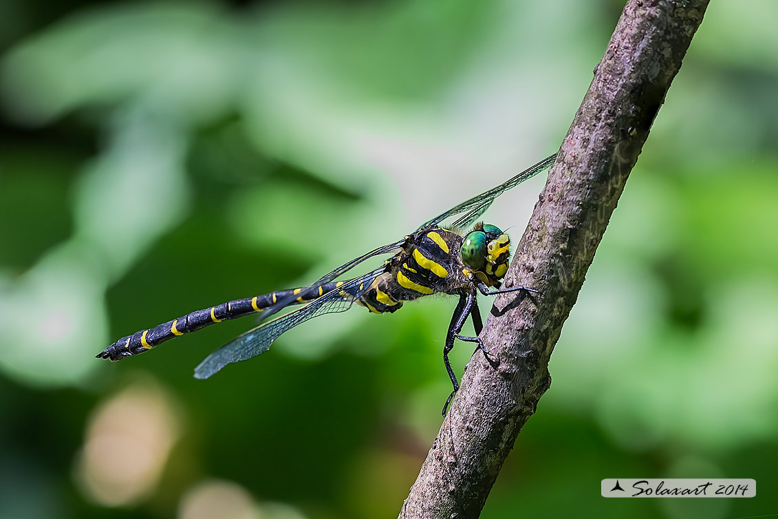 Cordulegaster boltonii (maschio) -  Golden-ringed Dragonfly  (male)