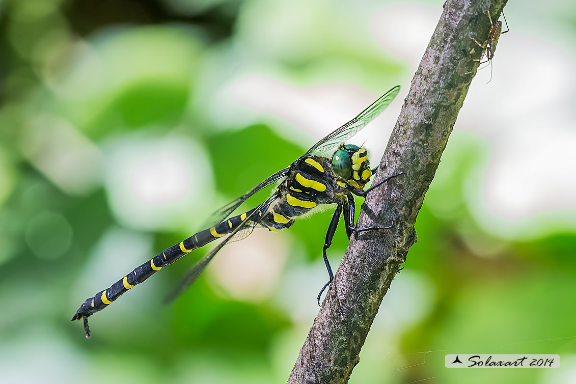 Cordulegaster boltonii (maschio)  -  Golden-ringed Dragonfly  (male)