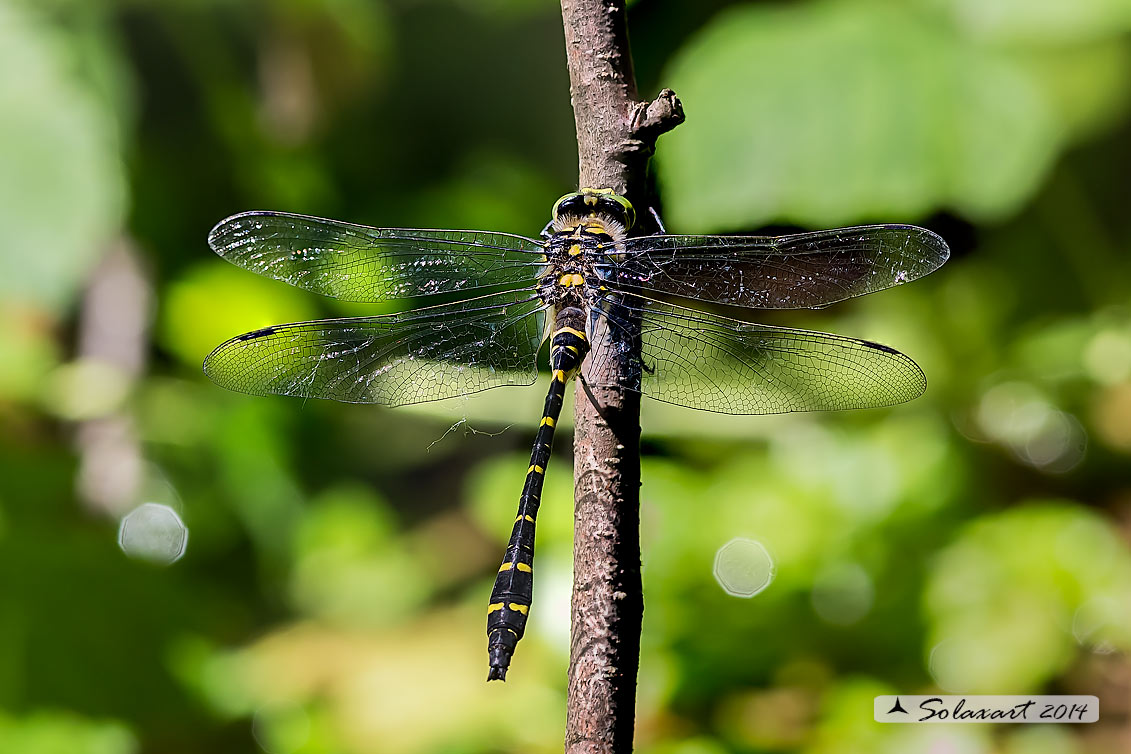 Cordulegaster boltonii (maschio)  -  Golden-ringed Dragonfly  (male)
