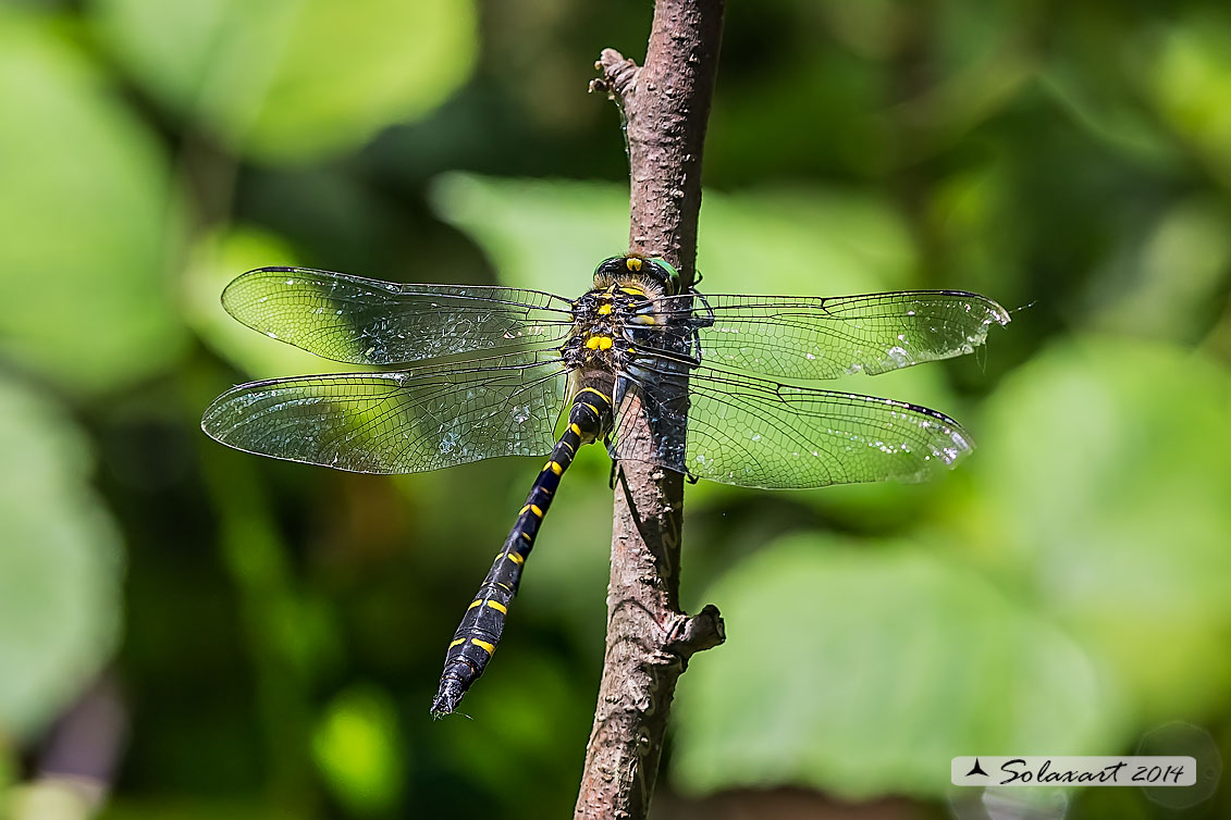 Cordulegaster boltonii (maschio)  -  Golden-ringed Dragonfly  (male)