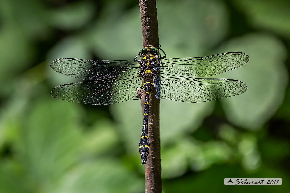 Cordulegaster boltonii (maschio)  -  Golden-ringed Dragonfly  (male)