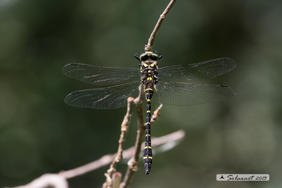 Cordulegaster boltonii (maschio) - Golden-ringed Dragonfly  (male)